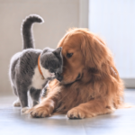 ペットの火葬：一任遺骨返納プランのご紹介